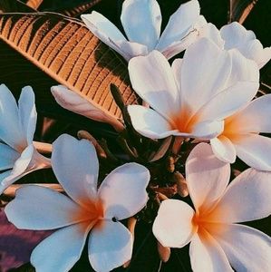 Meet your Posher, Benito